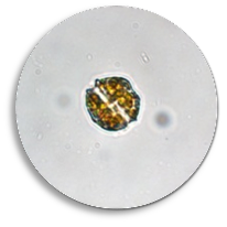 Alexandrium catenella microscope